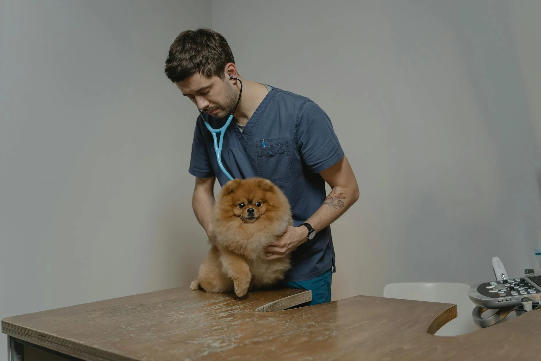Veterinarian examining a dog with a stethoscope in a clinic